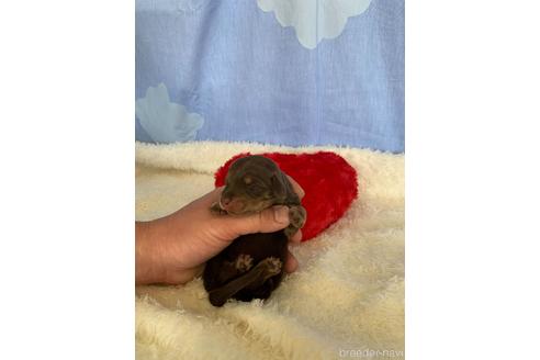 成約済の埼玉県のカニンヘンダックスフンド(ロングヘアード)-168803の8枚目